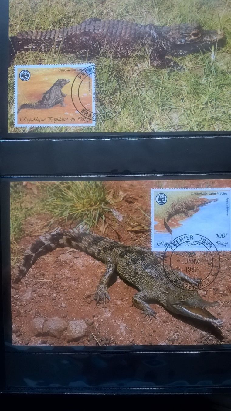 Tutti i francobolli: Kongo 1987 Satz WWF Krokodil Maximumkarten – Nuovo (secondo la descrizione) da Liestal venduto da schnueps 1