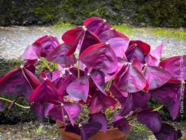 Oxalis Triangularis - Glücksklee intensiv Burgundy