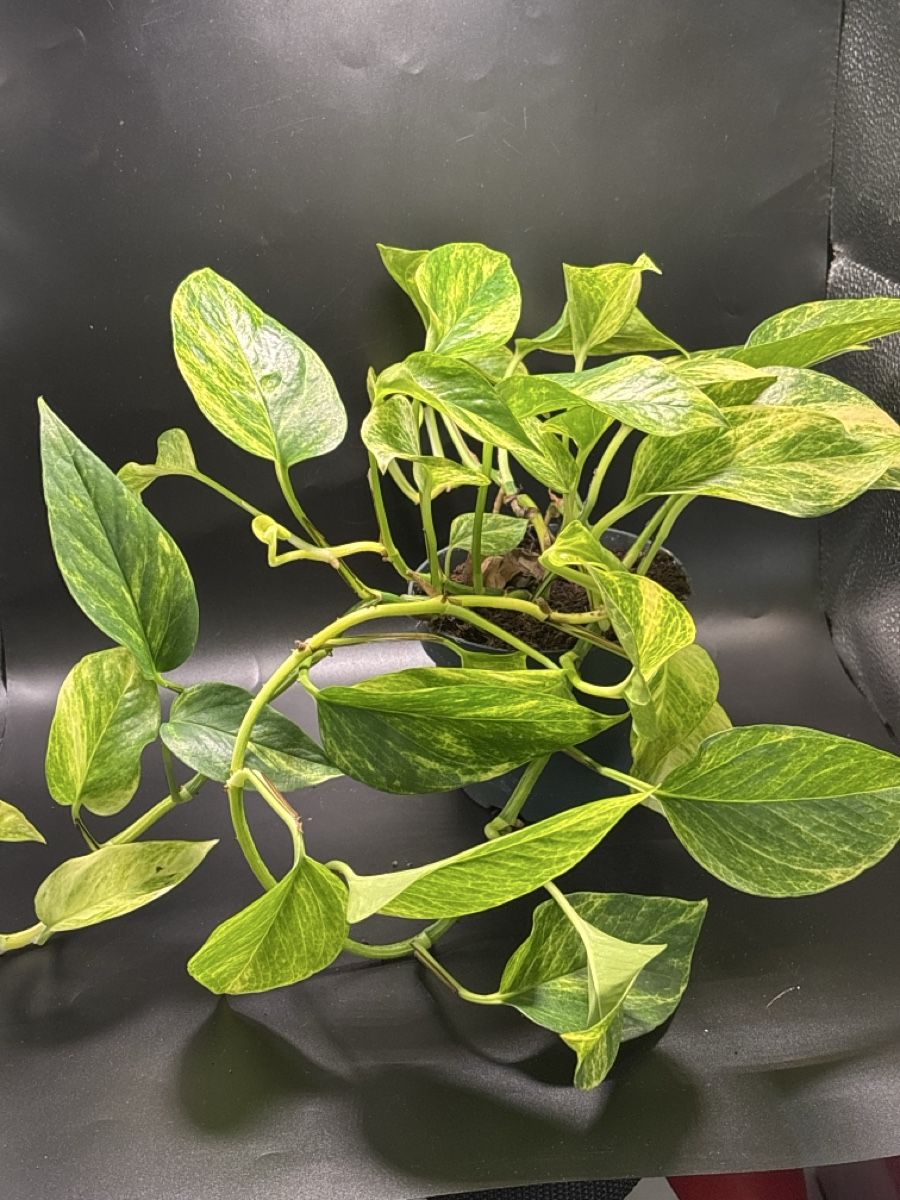 Piante & sementi: Epipremnum pinnatum Aureum (1) – Nuovo e nell'imballaggio originale da Basel venduto da Pink_White