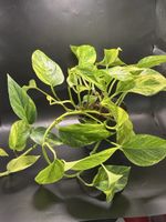 Epipremnum pinnatum Aureum (1)