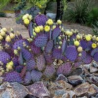 Feigenkaktus - Opuntia santarita - 10 Samen
