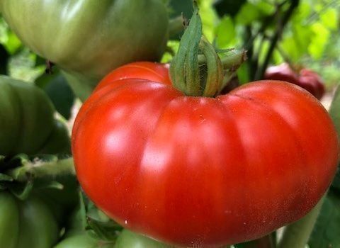 Pflanzen & Samen: 50 Samen Costoluto Fiorentino Tomate – Neu (gemäss Beschreibung) aus Ehrendingen von VerveinaSamen 2