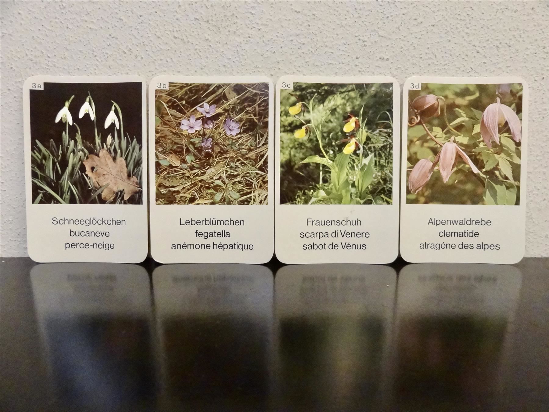 Spiele: altes Quartett BLUMEN-QUARTETT BLUMEN – Gebraucht aus Kerzers von wisaundsowiso 5