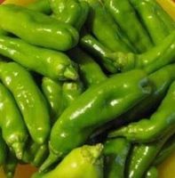 Ab 5.- fr !!!  10 SAMEN Paprika FRIGITELLO Piment doux vert‪