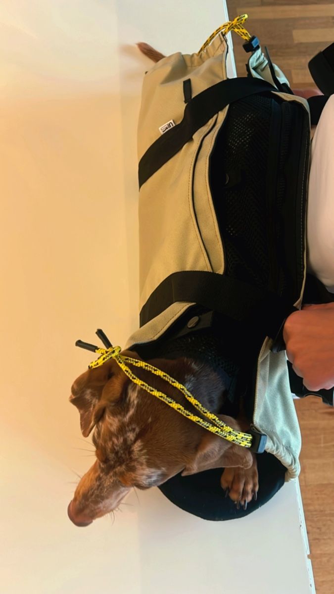 Sacs à dos: Ugo Backpack für Dackel – D'occasion à Chiasso par ste_y2ng 4
