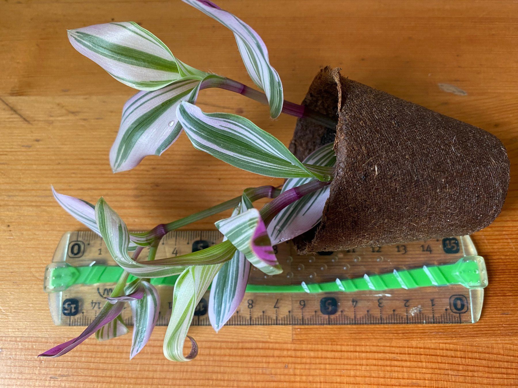 Piante & sementi: Tradescantia blossfeldiana Nanouk – Nuovo (secondo la descrizione) da Winterthur venduto da Aniger 6