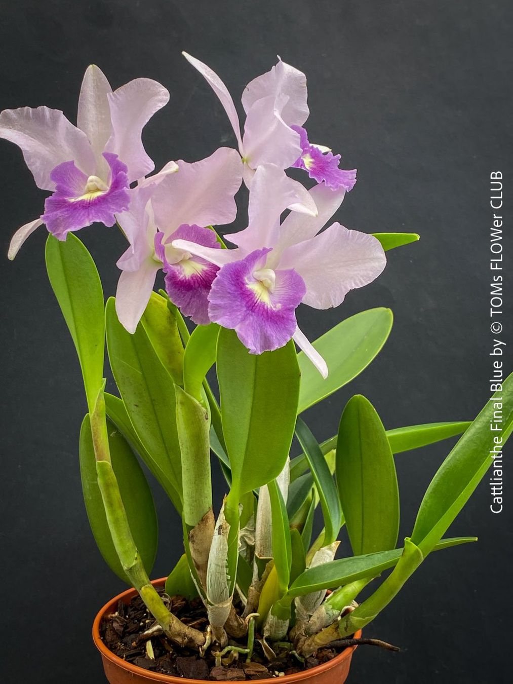 Piante & sementi: Cattlianthe Final Blue - magisch duftende Blau-Cattleya – Nuovo e nell'imballaggio originale da Adliswil venduto da TAKEYOURPLANT 4