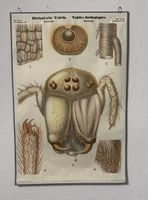 Grosse Biologische Tafel Zoologie Spinne Arthropoden 124x82