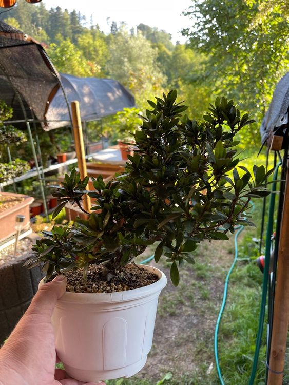 Satsuki azalea ab 1. Kaufen auf Ricardo