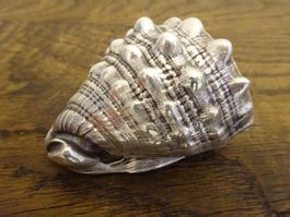 Schnecke Muschel / Galvano-Silber