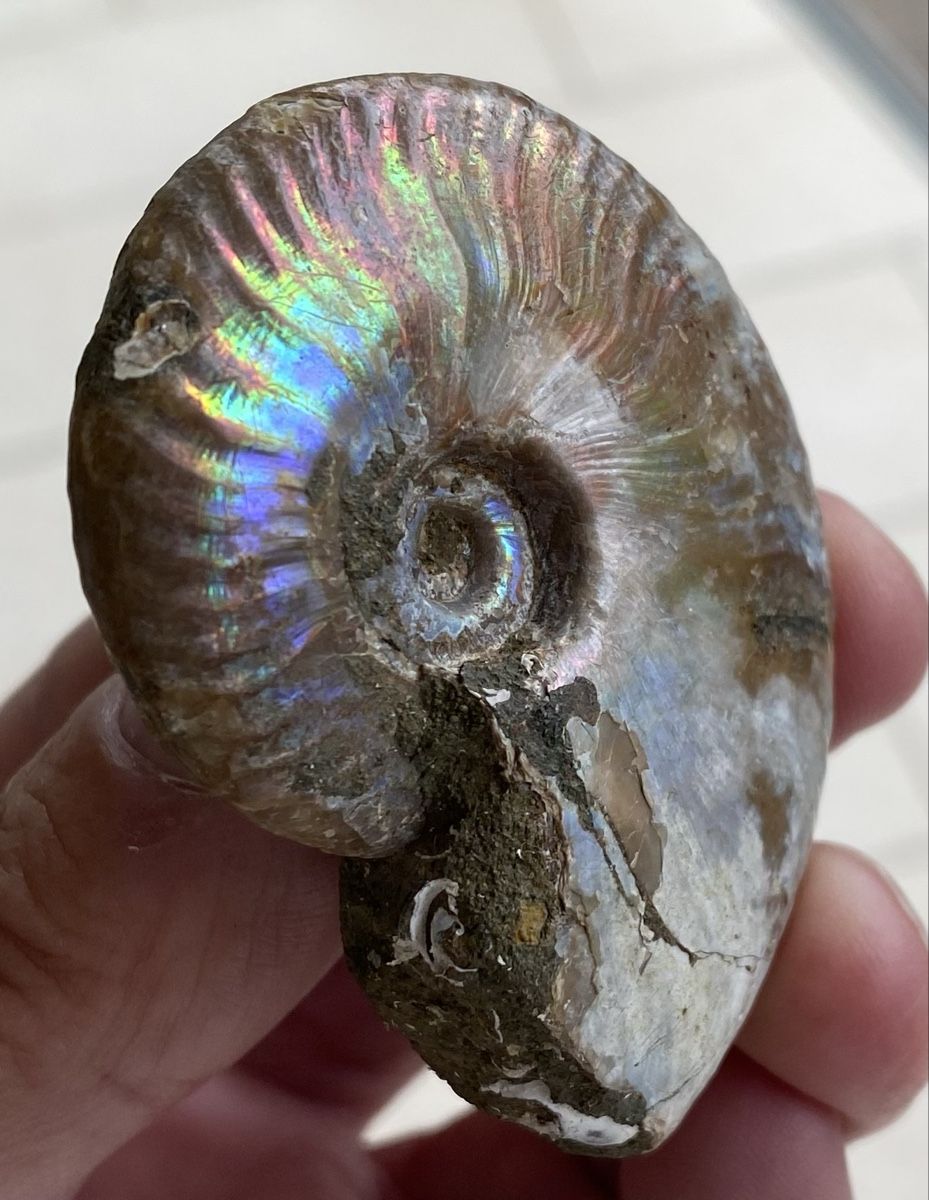 Fossili: Top sehr schöner Ammonit  – Usato da Selzach venduto da 321compac 4