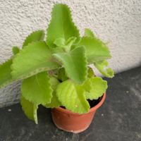 Kubanischer Oregano / Coleus amboinicus PFLANZE