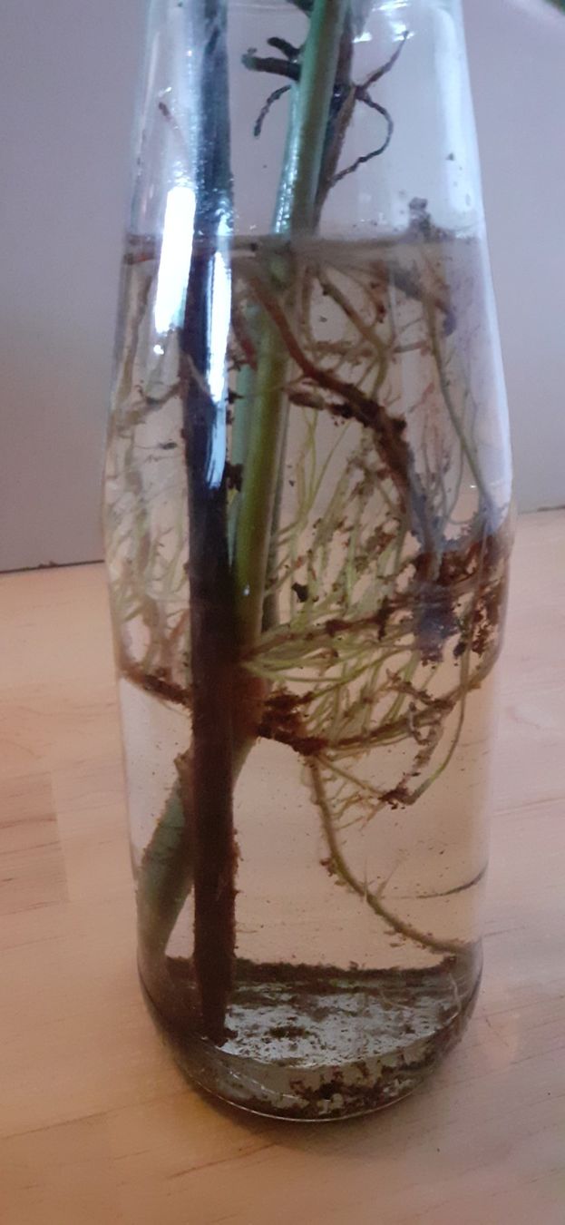 Plantes & graines: Junge Red Amerald Philodendron-Pflanze im Wasserglas – Neuf (Voir description) à Kilchberg ZH par hobbysale01 3