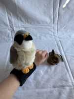 Bussard