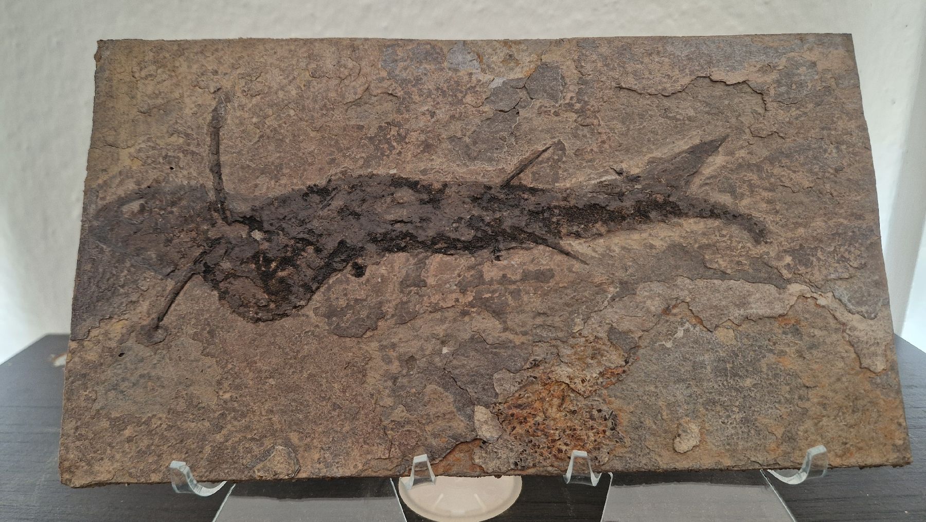 Fossilien: Fossiler Stachelhai Acanthodes Perm Deutschland – Neu und originalverpackt aus Niederhasli von rehauge01