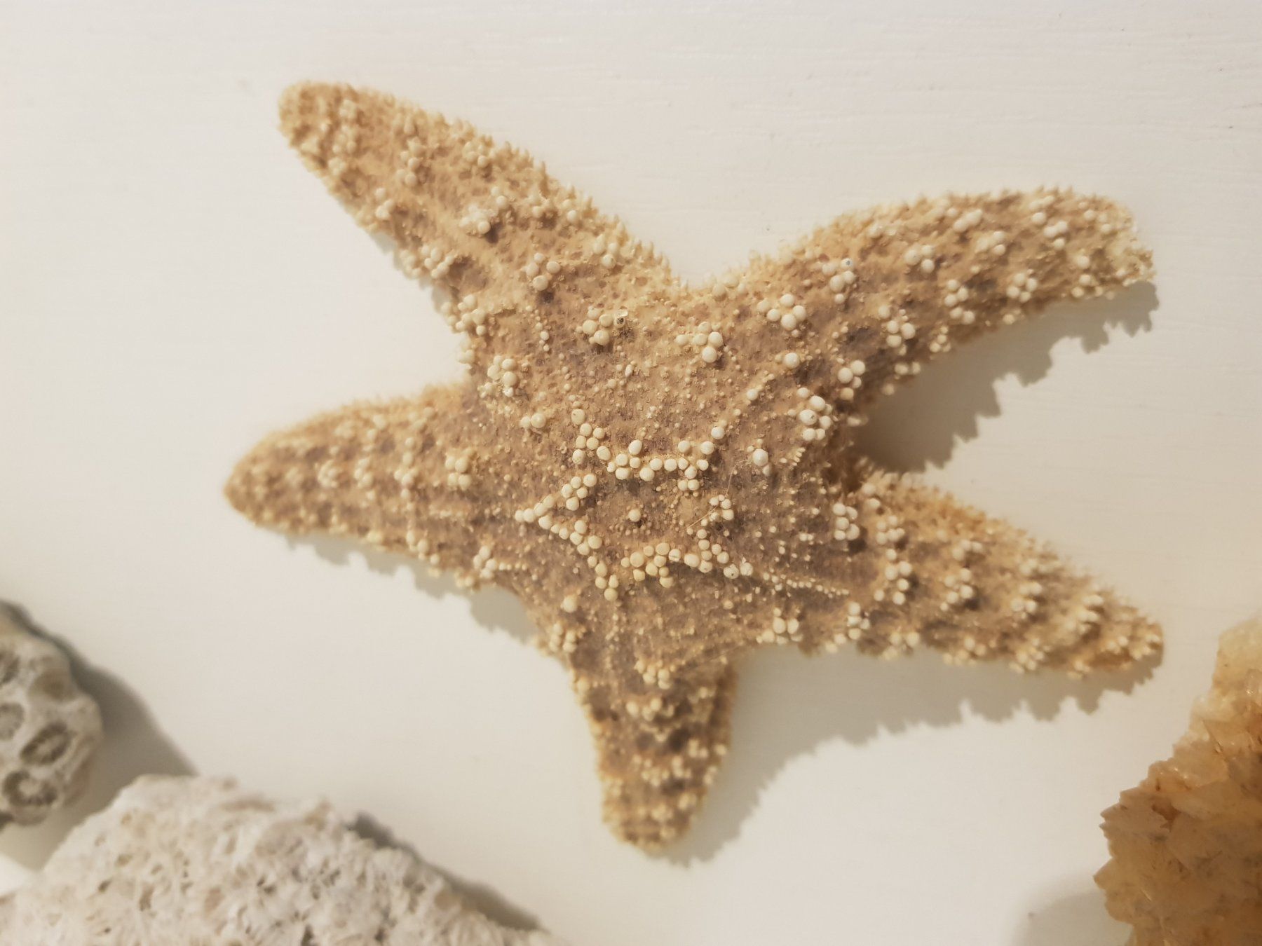 Tutte le decorazioni: Dekorative Korallen, Seesterne – Usato da Münchenstein venduto da tsp01 2