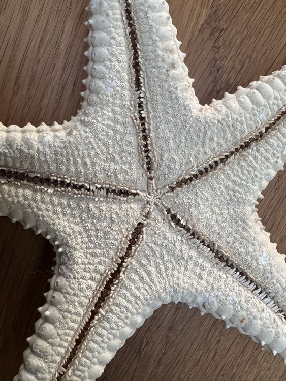 Tutte le decorazioni: Grosser SEESTERN ca. 20 cm Durchmesser - tolles Deko Objekt – Nuovo (secondo la descrizione) da Gurmels venduto da topsommer