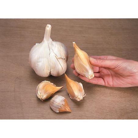 Pflanzen & Samen: Ail éléphant 3 GOUSSES – Neu (gemäss Beschreibung) aus Bremblens von FIBONACCI369 2