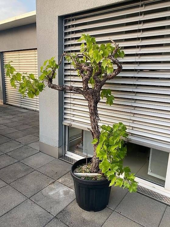 Piante & sementi: Wunderschöner Weinstock Rebe Trauben – Usato da Aarau Rohr venduto da Sergiomendez