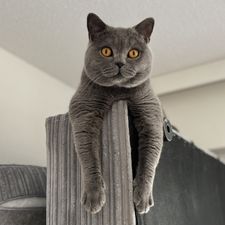 Profile image of dam_l2bg