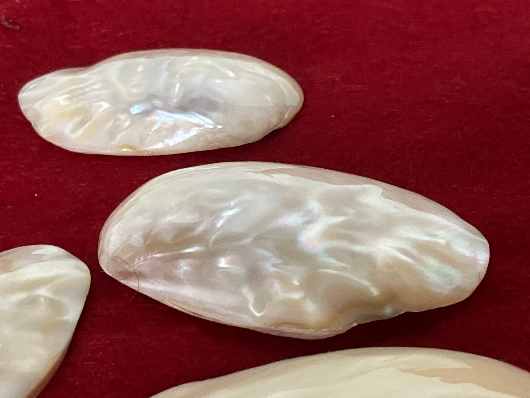 Fossiles: Lot Permuttermuschel – D'occasion à Horw par luzernicus 1