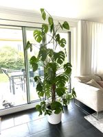 Zimmerpflanze Monstera Deliciosa grosser Zustand