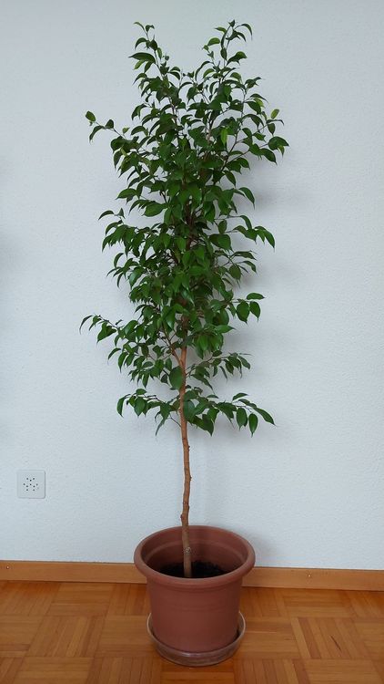 Zwei Benjamin Bäume 145cm Kaufen auf Ricardo