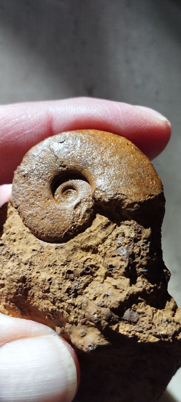 Fossiles: Fossilien – D'occasion à Oberdorf SO par and_jxk2 4