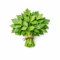 Liebstöckel. Maggikraut