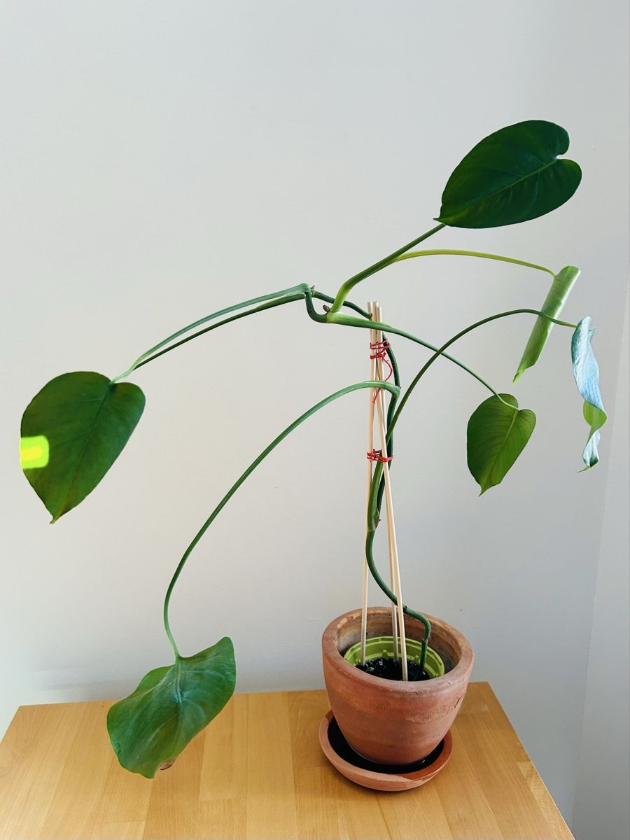 Pflanzen & Samen: Monstera Fensterblatt, Zimmerpflanze – Gebraucht aus Rapperswil SG von so__lga 1