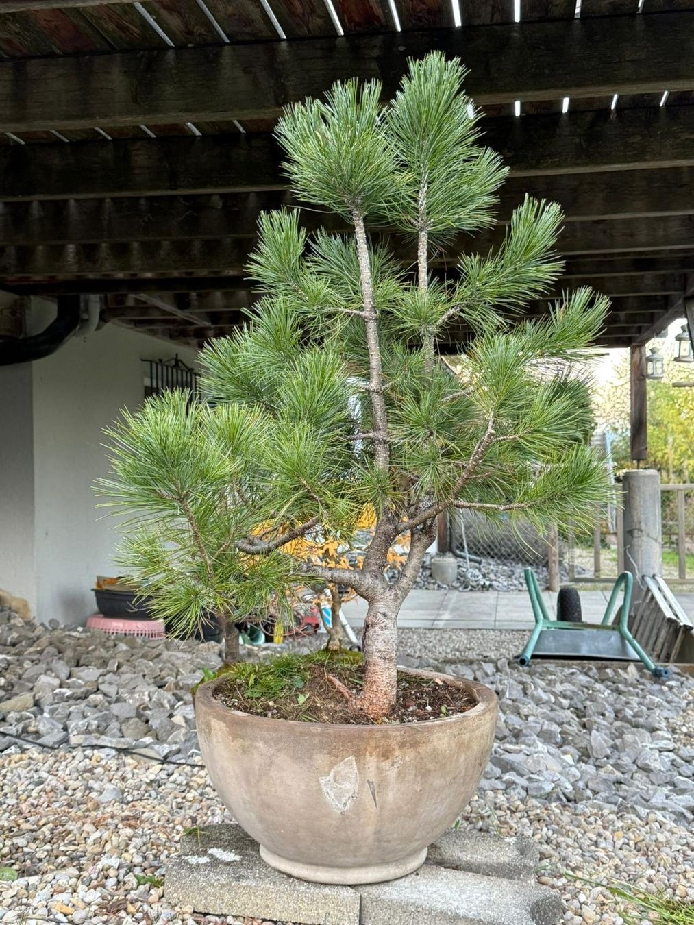 Pinus Cembra  rund 20 - 25 Jahre alt (D'occasion)  Degersheim pour CHF 92   retrait uniquement | Acheter sur Ricardo