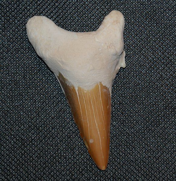 Fossili: Fossiler Haifischzahn – Nuovo (secondo la descrizione) da Walenstadt venduto da vkt_qc8d