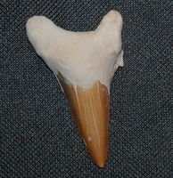 Fossiler Haifischzahn