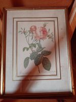 Bild Rosa centifolia foliacea