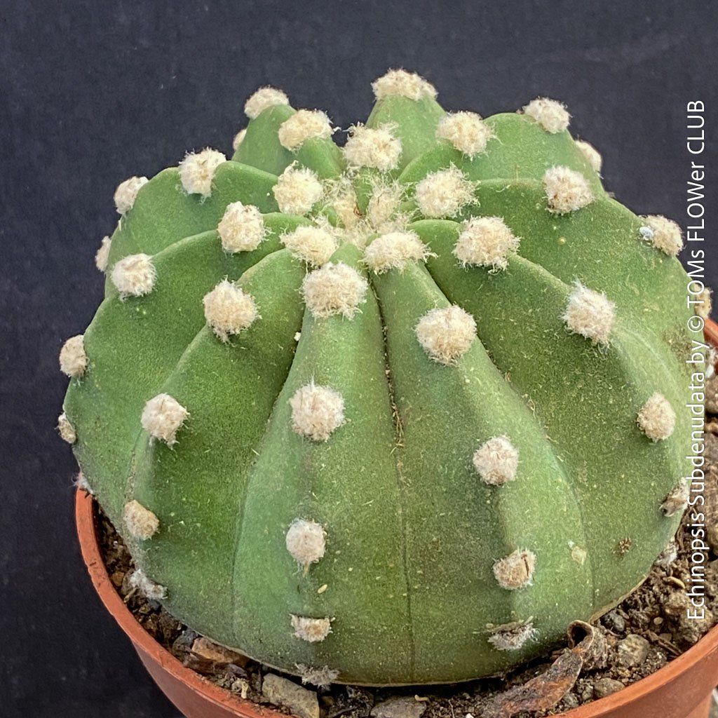 Pflanzen & Samen: Echinopsis Subdenudata - Dein "Domino" Kaktus – Neu und originalverpackt aus Adliswil von astom369 2