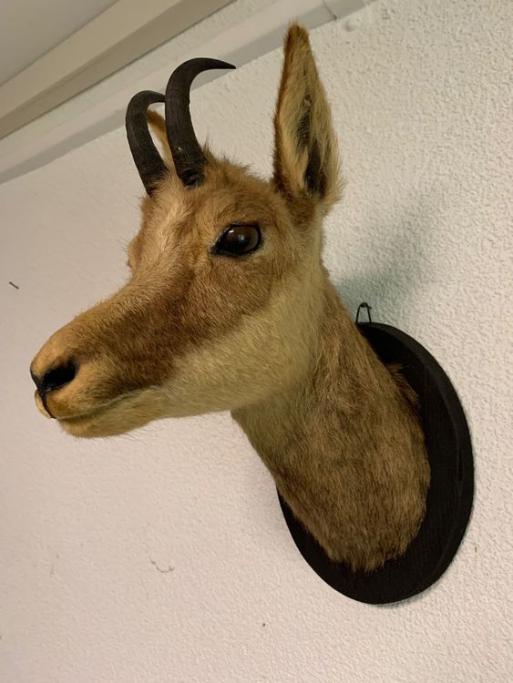 Gehäkelter Löwen-Stofftier – 7,5 Zoll (19 Cm), Weich, Mit PP-Baumwolle Gefüllt, Als Raumdekoration Oder Kuscheltier