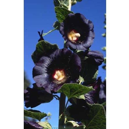Piante & sementi: 100 Samen schwarze Stockrose Alcea nigra – Usato da Ehrendingen venduto da VerveinaSamen 5