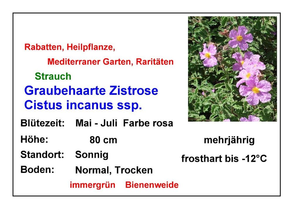 Zistrose - Cistus incanus ssp. Tauricus - 2 Pflanzen (Neu und ...