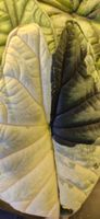🤩Alocasia Dragon Scale Albo Variegata Rhizom 