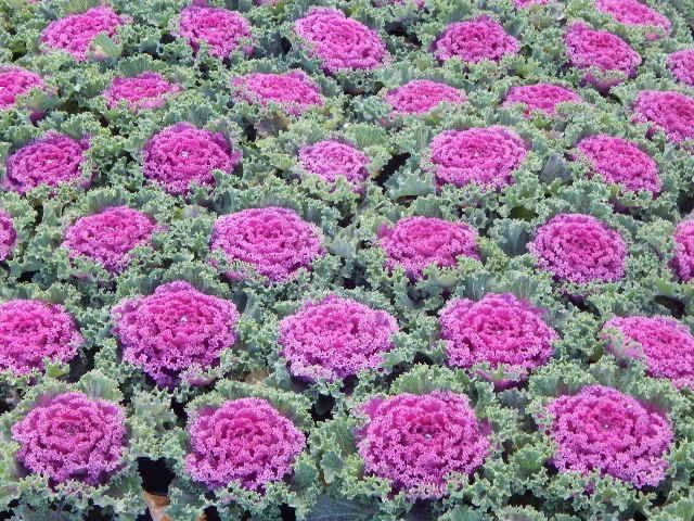 Piante & sementi: 40 Samen KAMOME PINK Zierkohl – Nuovo (secondo la descrizione) da Ehrendingen venduto da VerveinaSamen 4