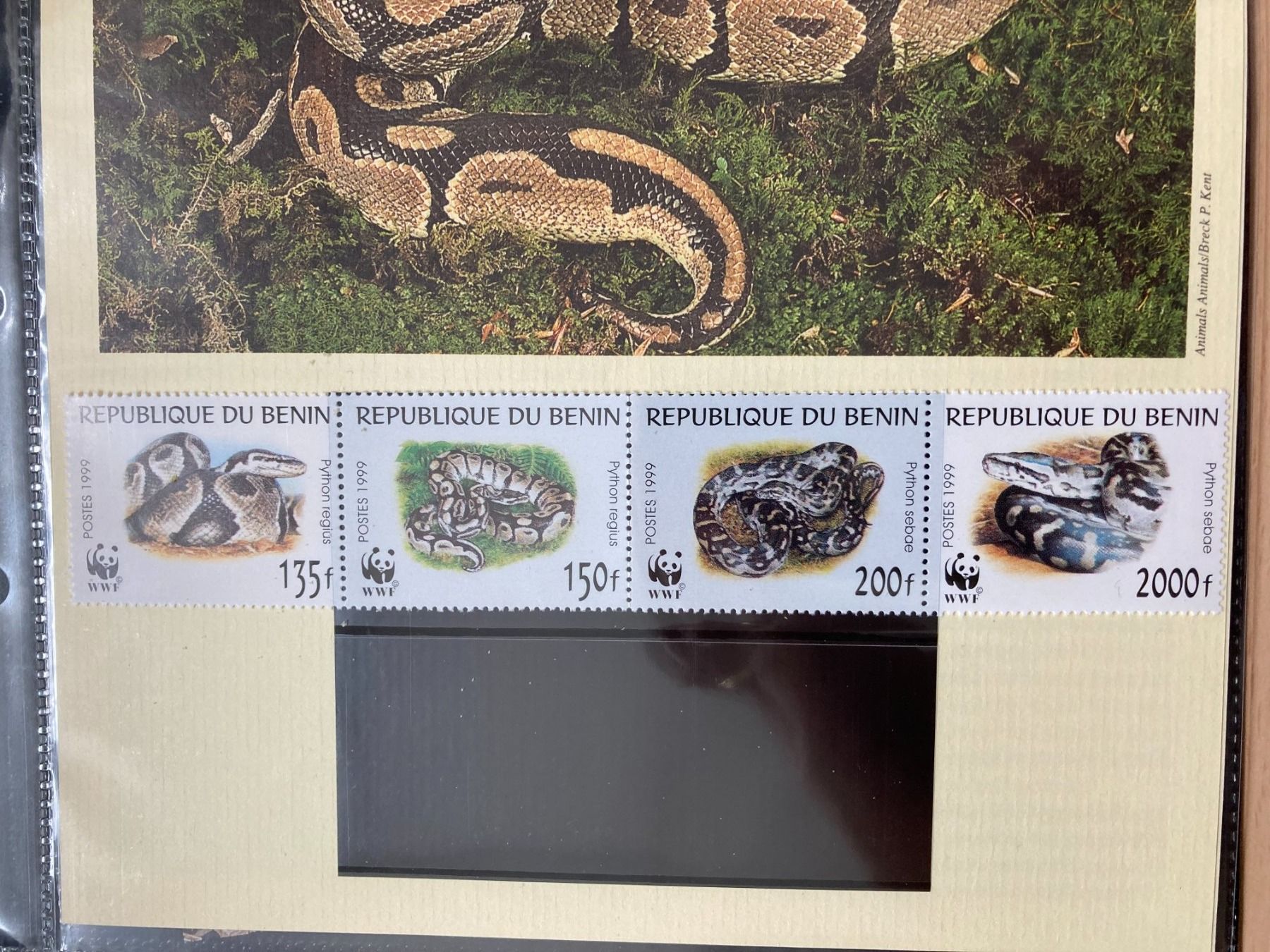 Alle Briefmarken: Benin 1999 WWF Satz Python Schlangen postfrisch 4er-Streifen – Neu (gemäss Beschreibung) aus Liestal von schnueps