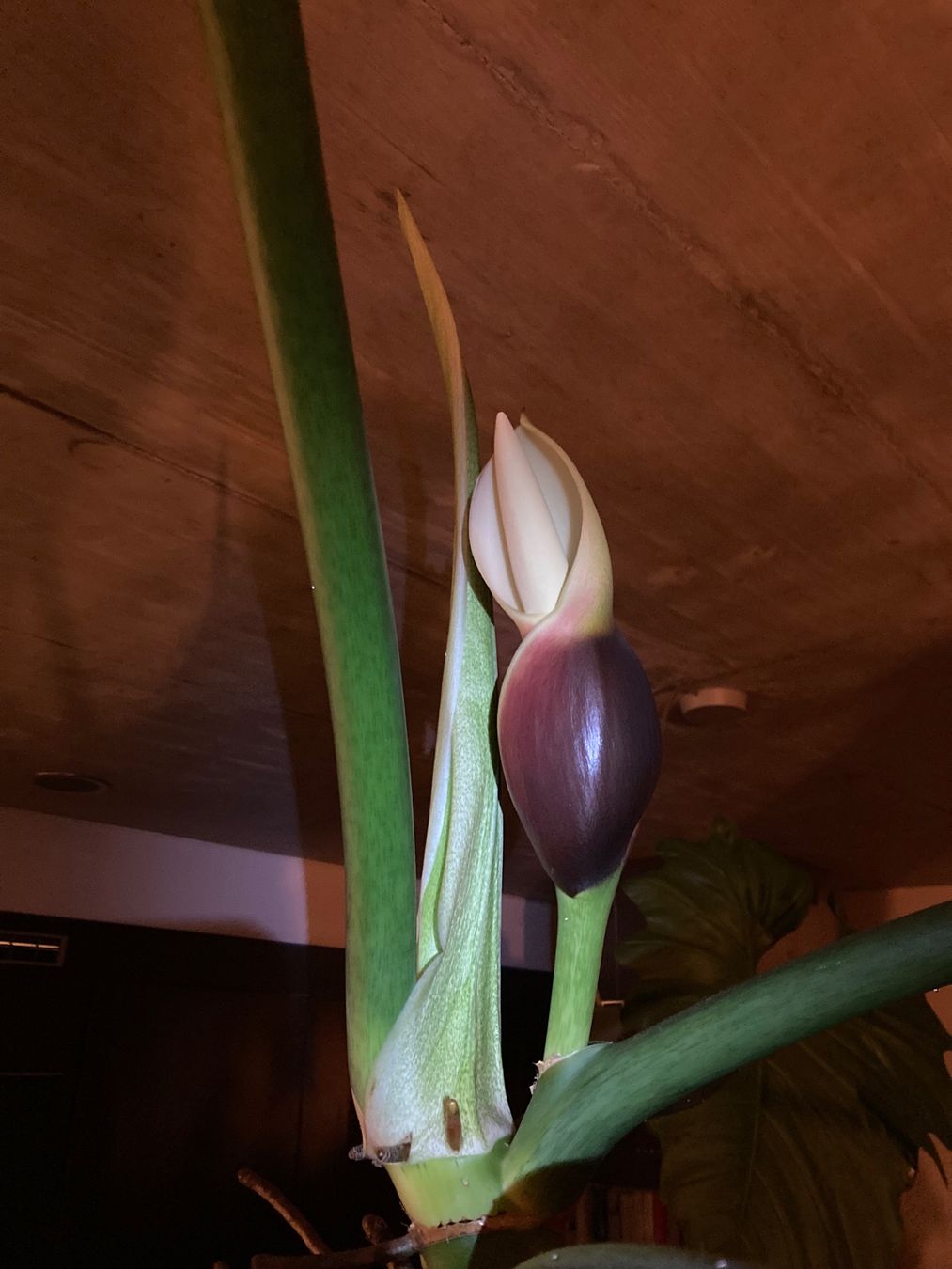 Piante & sementi: Philodendron Setzling A – Nuovo (secondo la descrizione) da Zürich venduto da leGrenat 2