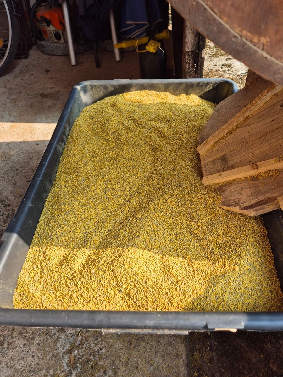 Cibi & Specialità: Bienenpollen 1kg – Nuovo e nell'imballaggio originale da Boll venduto da phi_g2nv 3