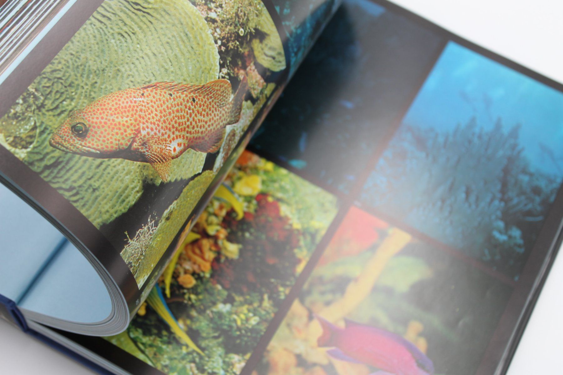 Libri: The Underwater Wilderness – Carl Roessler – Usato da Lachen SZ venduto da ratata 2