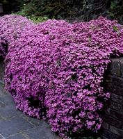 SAPONARIA OCYMOIDES D 30cm. Dekorative Wilde Kletterpflanze