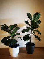2 Geigenfeigen, Ficus lyrata Pflanze. 90 und120 cm