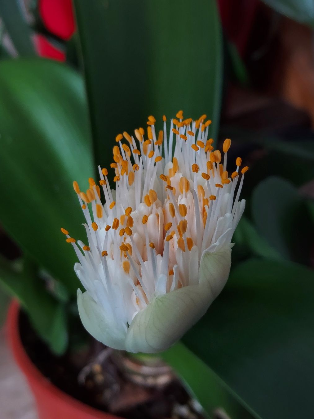 Haemanthus albiflorus / weisse Blutblume / Elefantenohr (Neu (gemss  Beschreibung)) in Thalheim fr CHF 9  mit Lieferung auf Ricardo kaufen