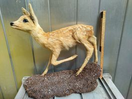 Reh Rehkitz Präparat Tierpräparat