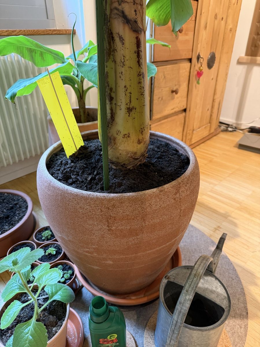 Pflanzen & Samen: Zierbanane  – Neu (gemäss Beschreibung) aus Zürich von hi2_vh96 2