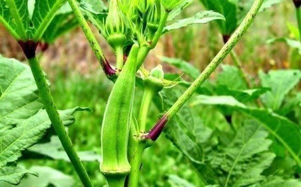 Pflanzen & Samen: OKRA GOMBO BLONDY  10g – Neu (gemäss Beschreibung) aus Bremblens von FIBONACCI369 1